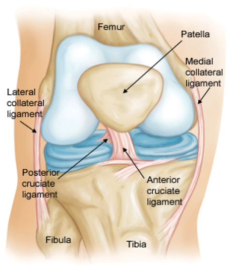 cruciate-ligaments