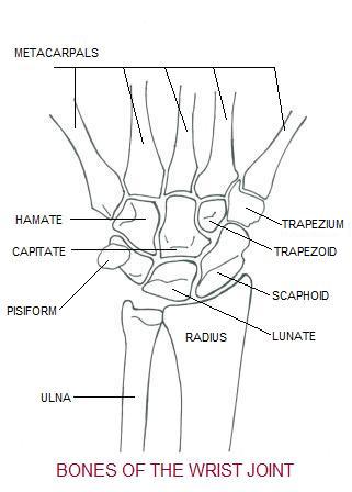 Bony anatomy of the wrist. The end of the radius is the most commonly fractured bone in the wrist. 